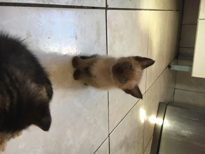 Gato raça Indefinida idade 2 a 6 meses nome Sem nome