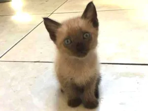 Gato raça Indefinida idade 2 a 6 meses nome Sem nome