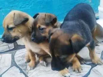 Cachorro ra a Vira lata idade 2 a 6 meses nome Sem nome