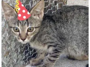 Gato raça SRD idade 2 a 6 meses nome TIGRINHO