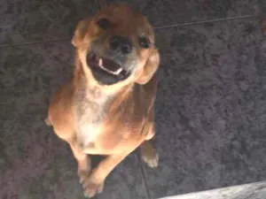 Cachorro raça SRD idade 7 a 11 meses nome Boneca