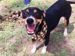 Cachorro raça SRD idade 2 anos nome Thor