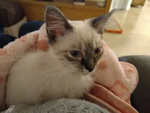 Gato raça Srd idade 2 a 6 meses nome Louise