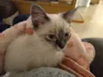 Louise