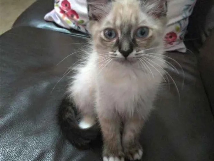 Gato ra a Srd idade 2 a 6 meses nome Louise
