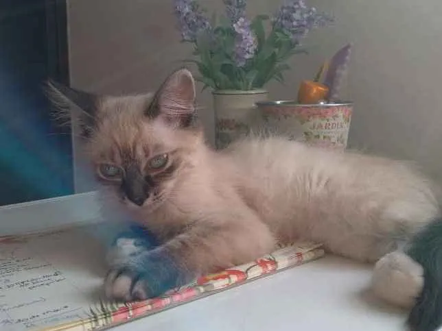 Gato ra a Srd idade 2 a 6 meses nome Louise