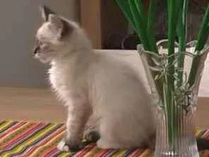 Gato ra a Srd idade 2 a 6 meses nome Louise