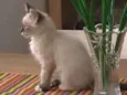 Louise