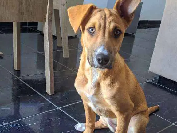 Cachorro ra a SRD idade 2 a 6 meses nome Pandora