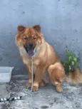 Cachorro raça Chow Chow idade 1 ano nome Zoe