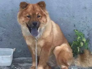 Cachorro raça Chow Chow idade 1 ano nome Zoe