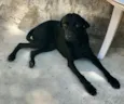 PEPÊ