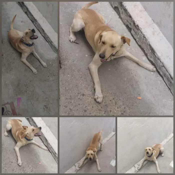 Cachorro ra a Labrador idade 1 ano nome Leo