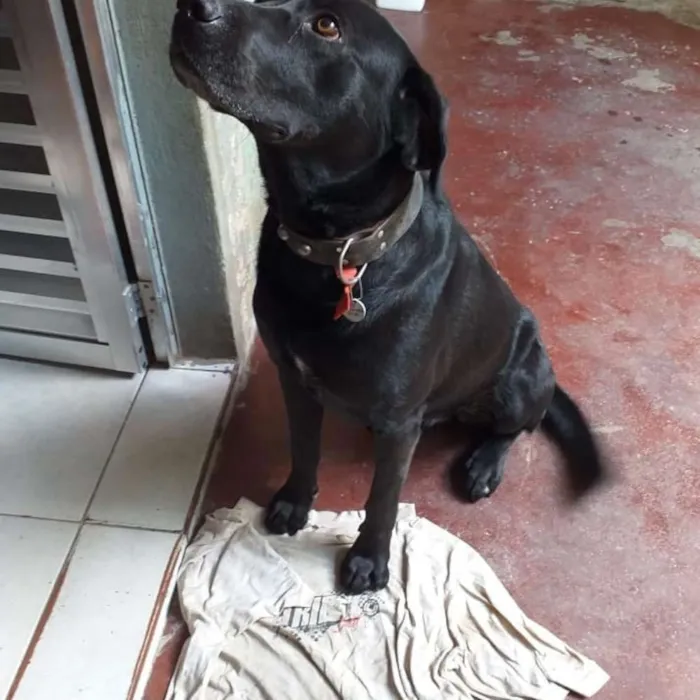 Cachorro ra a Srd idade 3 anos nome Thor