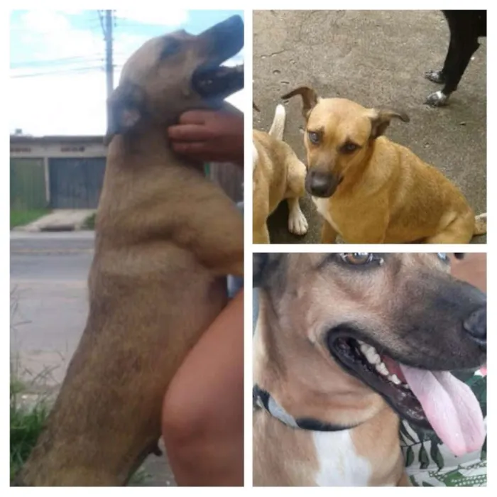 Cachorro raça vira lata idade 3 anos nome marmita 