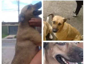 Cachorro raça vira lata idade 3 anos nome marmita 