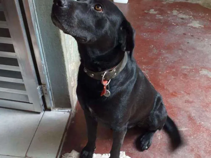 Cachorro ra a Srd idade 3 anos nome Thor