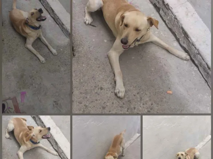 Cachorro ra a Labrador idade 1 ano nome Leo