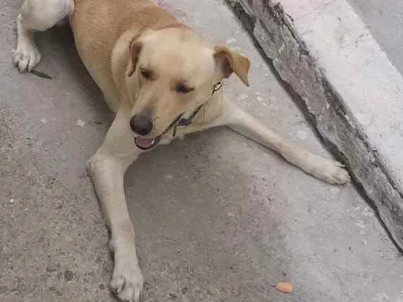 Cachorro ra a Labrador idade 1 ano nome Leo
