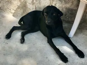 Cachorro raça SRD idade 2 anos nome PEPÊ
