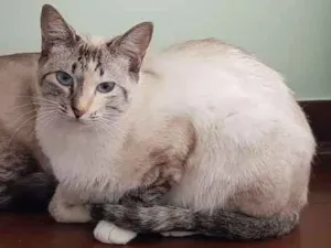 Gato raça SRD idade 7 a 11 meses nome Laís