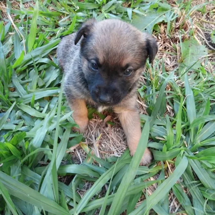 Cachorro raça SRD idade 2 a 6 meses nome Filhote Carla