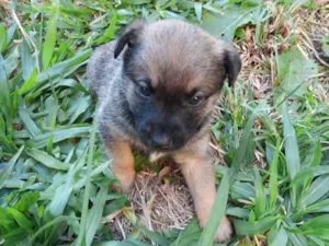 Cachorro raça SRD idade 2 a 6 meses nome Filhote Carla