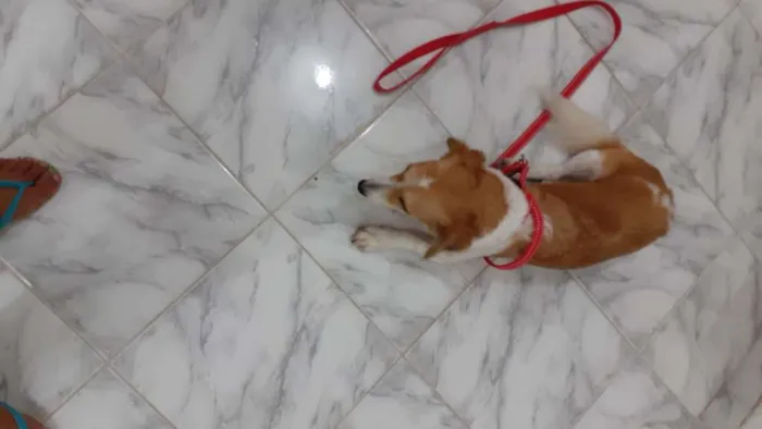 Cachorro raça vira lata idade 2 anos nome Cloe
