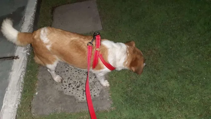 Cachorro raça vira lata idade 2 anos nome Cloe