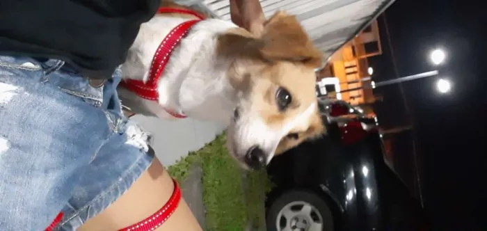 Cachorro raça vira lata idade 2 anos nome Cloe