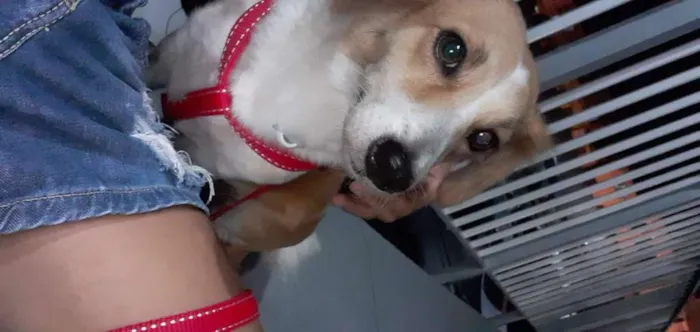 Cachorro raça vira lata idade 2 anos nome Cloe