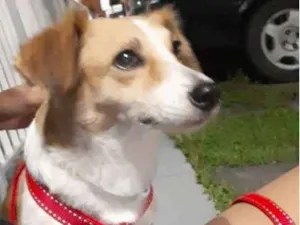 Cachorro raça vira lata idade 2 anos nome Cloe