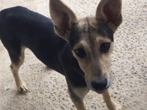 Cachorro ra a Labrador com vira-lata  idade 2 a 6 meses nome Atena 