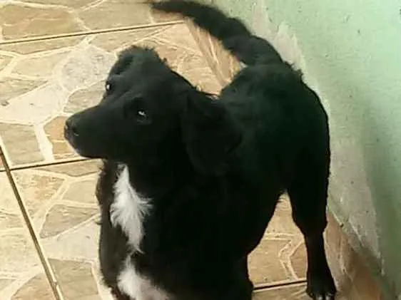 Cachorro ra a Viralata com ascendencia em po idade 7 a 11 meses nome leona