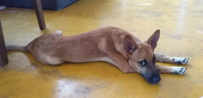 Cachorro ra a Média idade 2 a 6 meses nome Duki