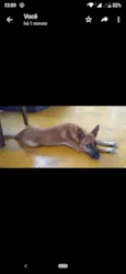 Duki