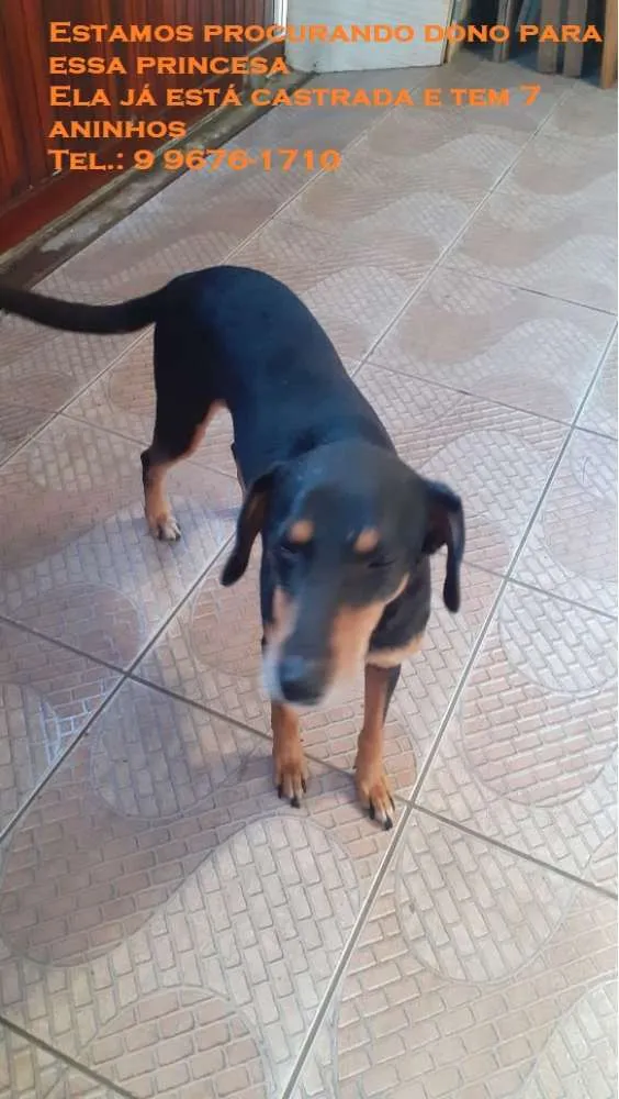 Cachorro ra a Vira lata idade 6 ou mais anos nome Pite