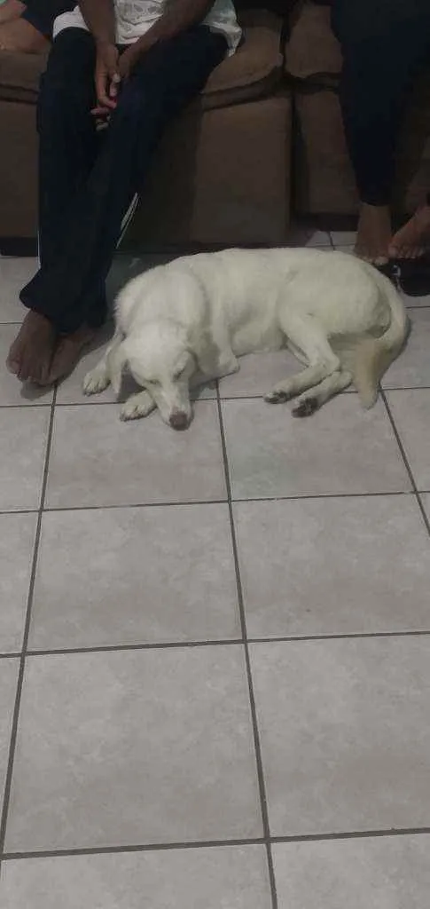 Cachorro ra a SRD idade 1 ano nome Lua