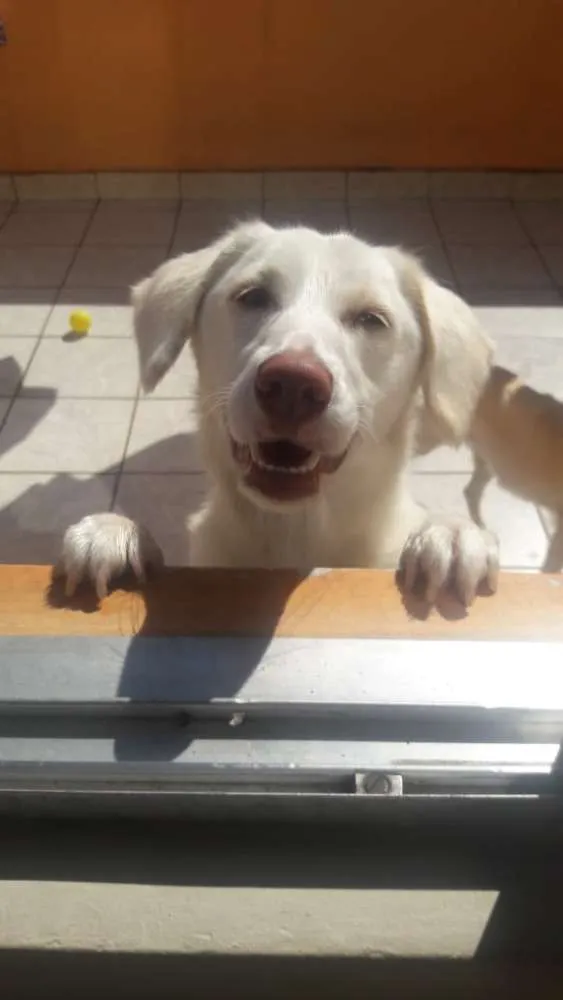 Cachorro ra a SRD idade 1 ano nome Lua