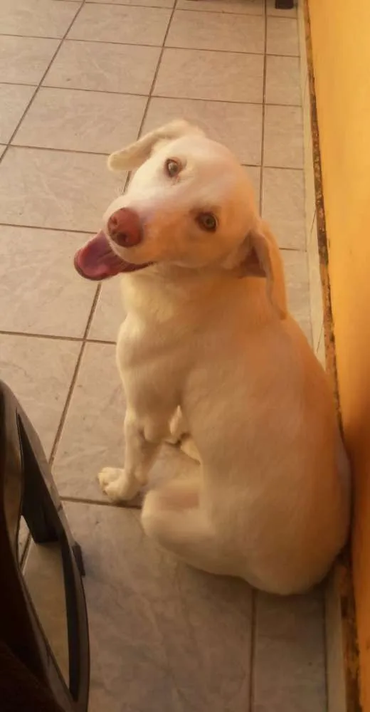 Cachorro ra a SRD idade 1 ano nome Lua