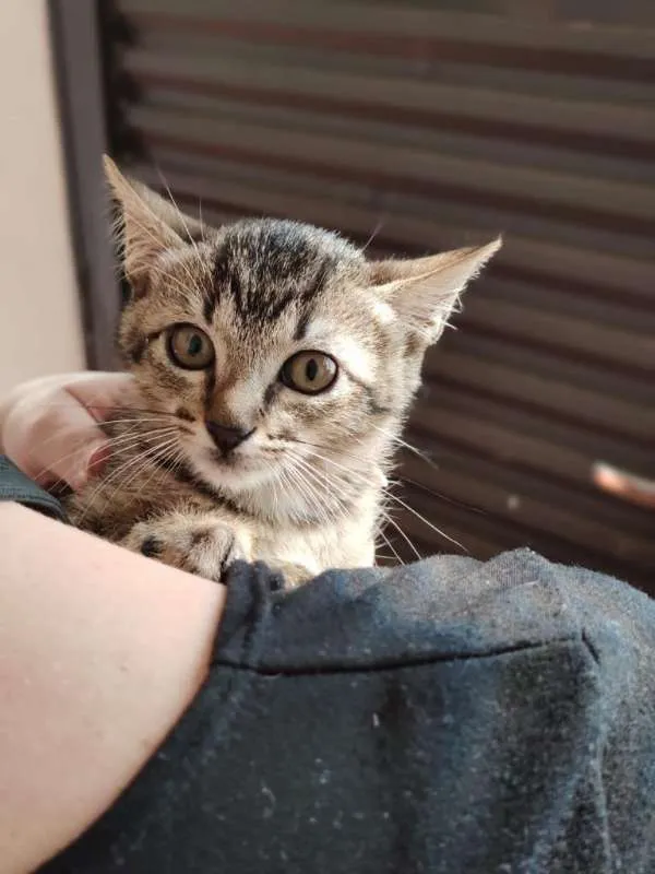 Gato ra a Rajado Brasileiro idade Abaixo de 2 meses nome Violeta