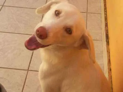 Cachorro ra a SRD idade 1 ano nome Lua