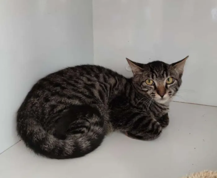 Gato raça Rajado Brasileiro idade 2 a 6 meses nome Penelope