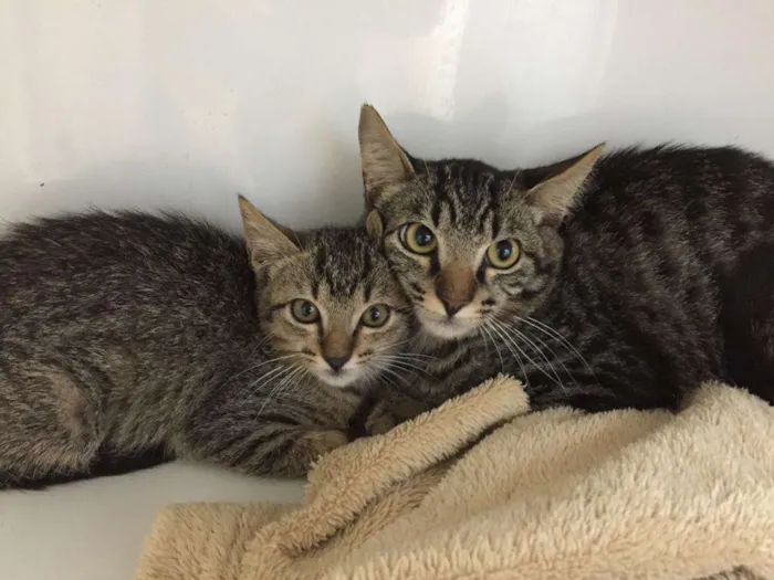 Gato raça Rajado Brasileiro idade 2 a 6 meses nome Penelope
