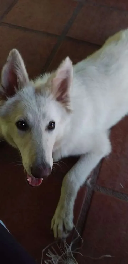 Cachorro ra a Pastor Canadense idade 2 anos nome LAIKA