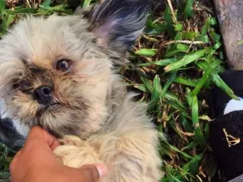 Cachorro ra a Shih-Tzu idade 3 anos nome Theodor 