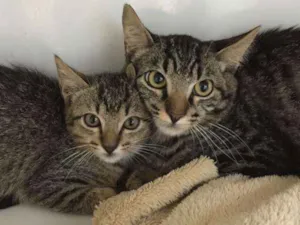 Gato raça Rajado Brasileiro idade 2 a 6 meses nome Penelope
