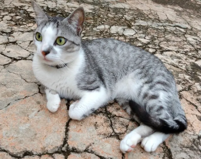 Gato ra a SRD idade 2 anos nome Rabisco 