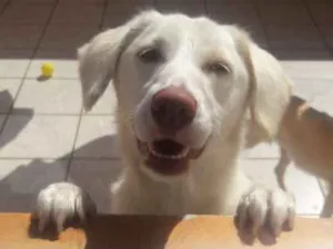 Cachorro raça SRD idade 1 ano nome Lua