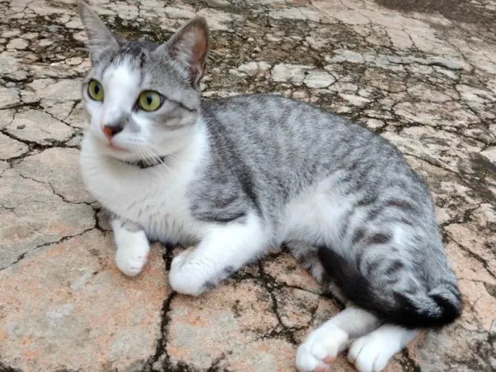 Gato ra a SRD idade 2 anos nome Rabisco 